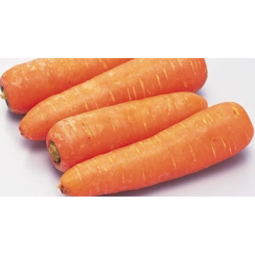 Цена свежей моркови в Китае